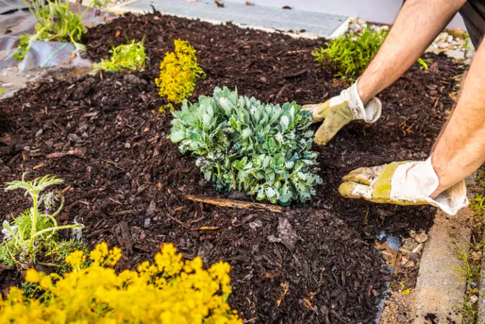Local Mulching Fruitland Park FL Local Mulching Fruitland Park FL