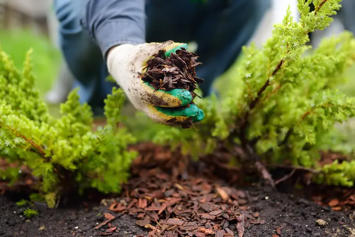 The Role Of Mulch In Improving Soil Structure And Fertility in Fruitland Park FL The Role Of Mulch In Improving Soil Structure And Fertility in Fruitland Park FL